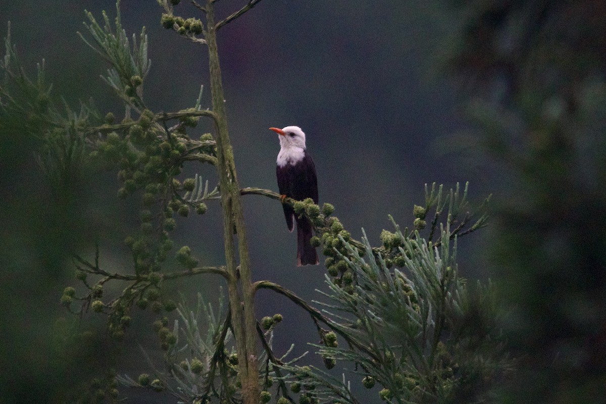 紅嘴黑鵯 - ML646002301