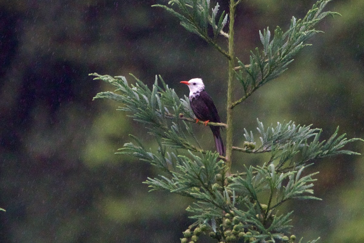 紅嘴黑鵯 - ML646002302