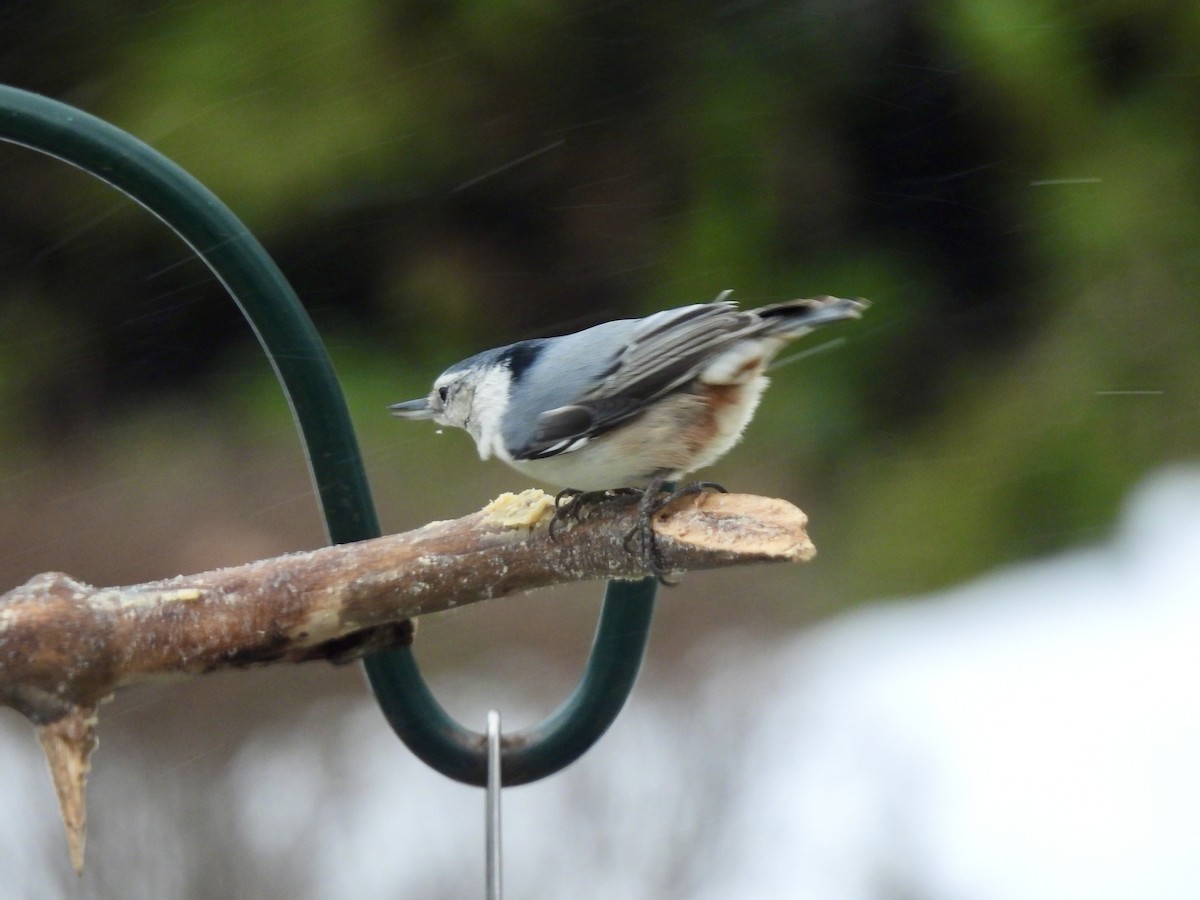 White-breasted Nuthatch - ML646002303