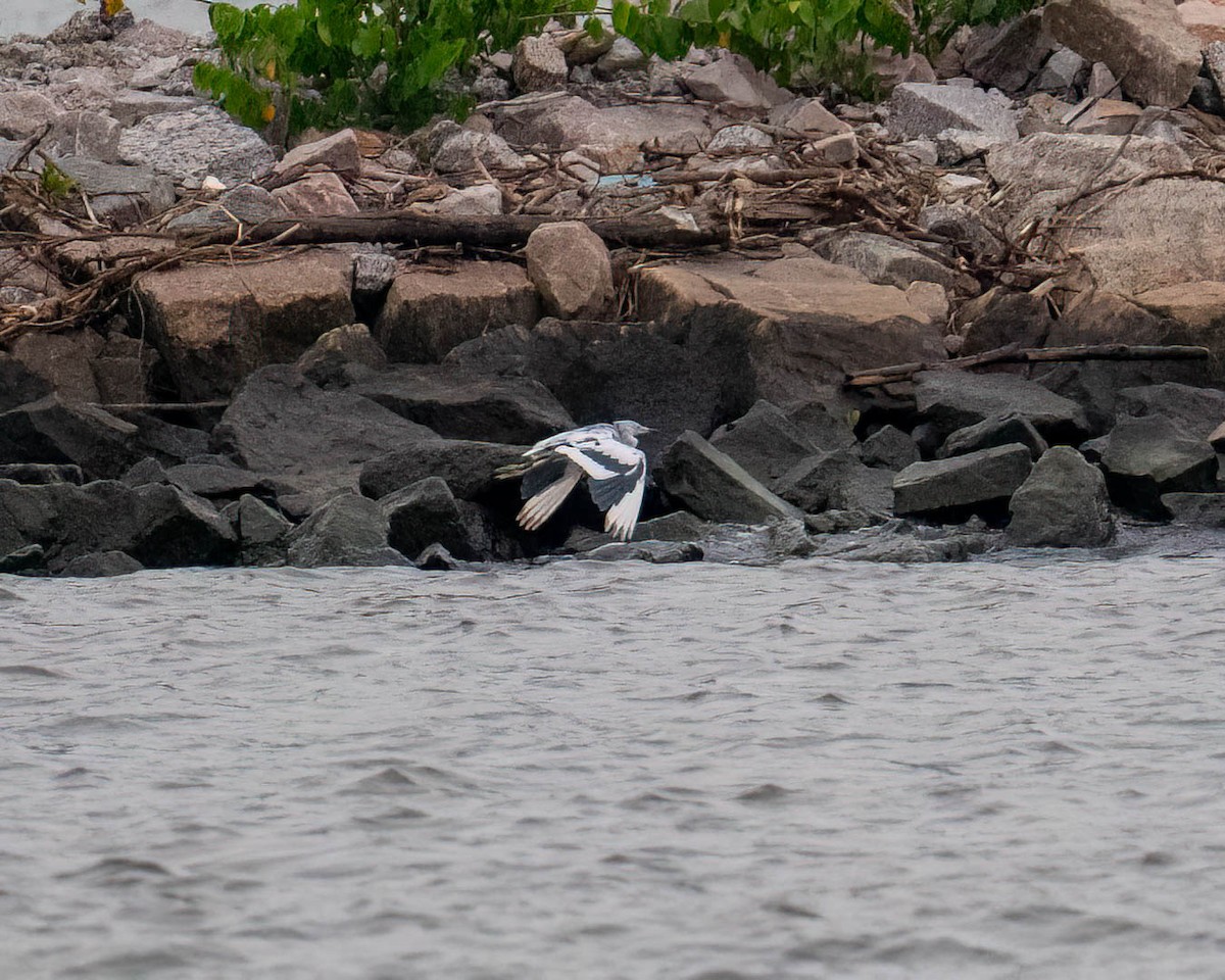 Little Blue Heron - ML646002304