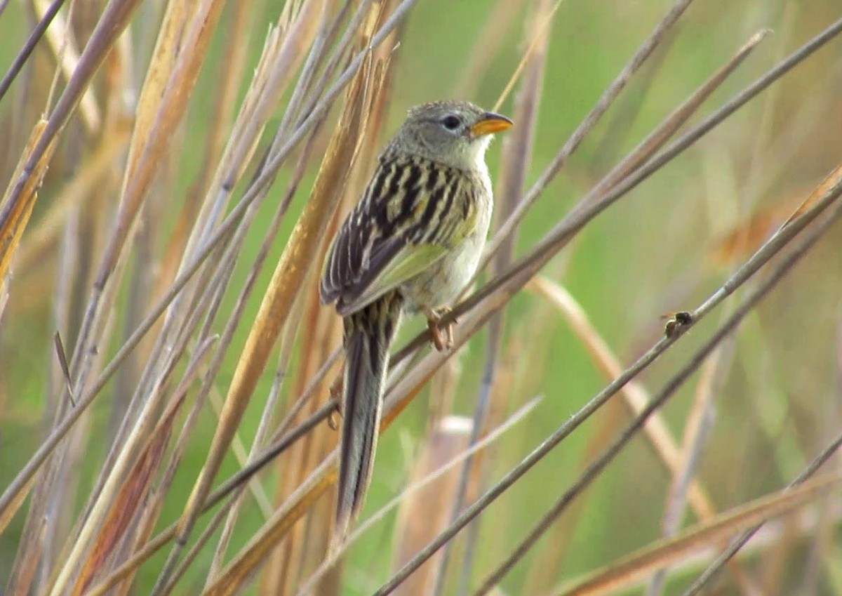 Wedge-tailed Grass-Finch - ML646002305