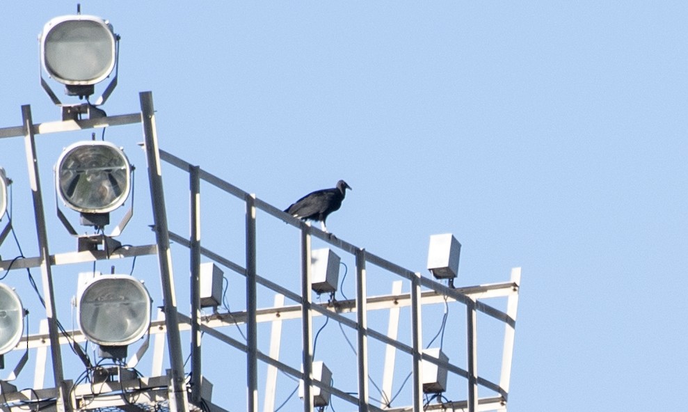 Black Vulture - ML646002307