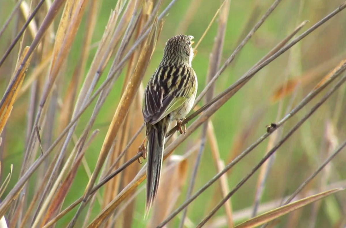Wedge-tailed Grass-Finch - ML646002308