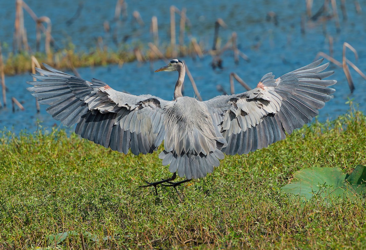 Great Blue Heron - ML646002309