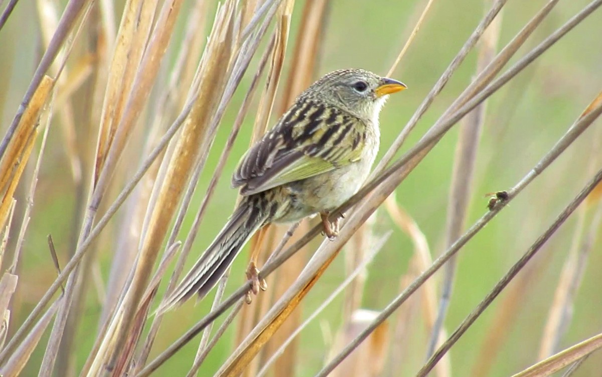 Wedge-tailed Grass-Finch - ML646002310