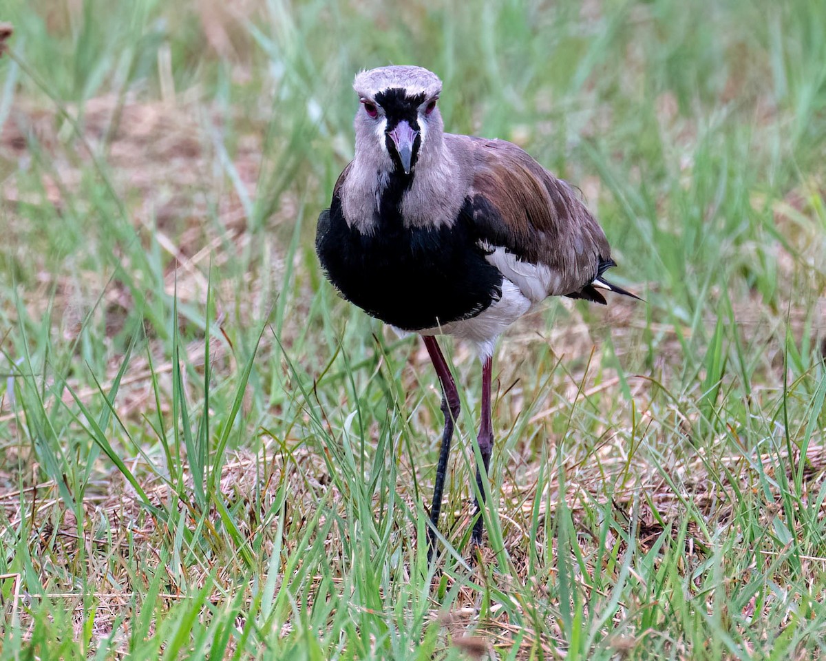 Southern Lapwing - ML646002311