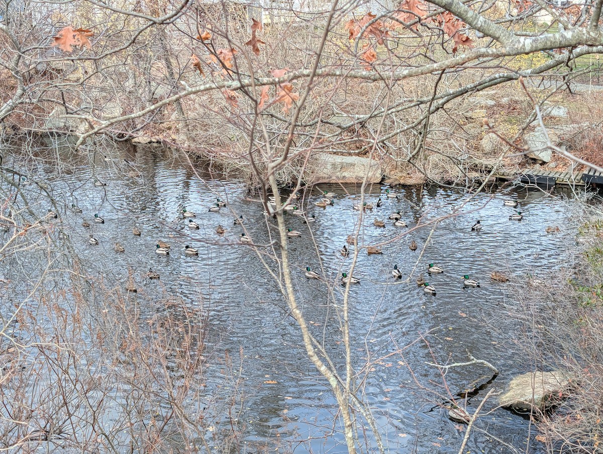 綠頭鴨 - ML646002312