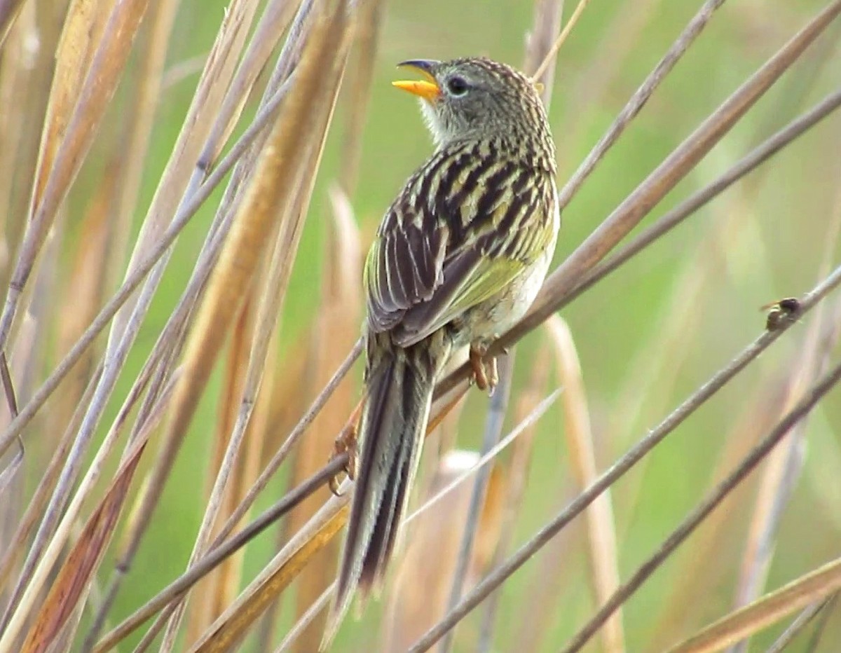 Wedge-tailed Grass-Finch - ML646002313
