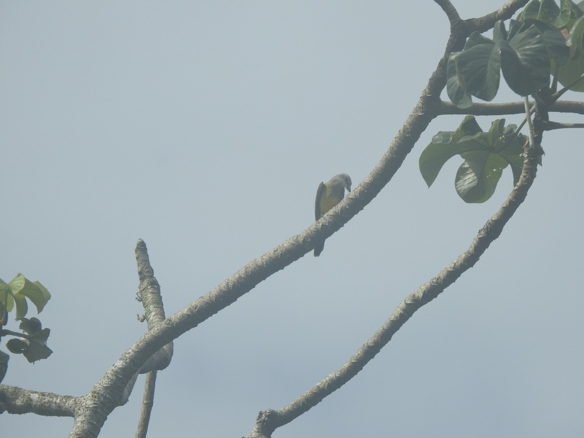 Tropical Kingbird - ML646002314