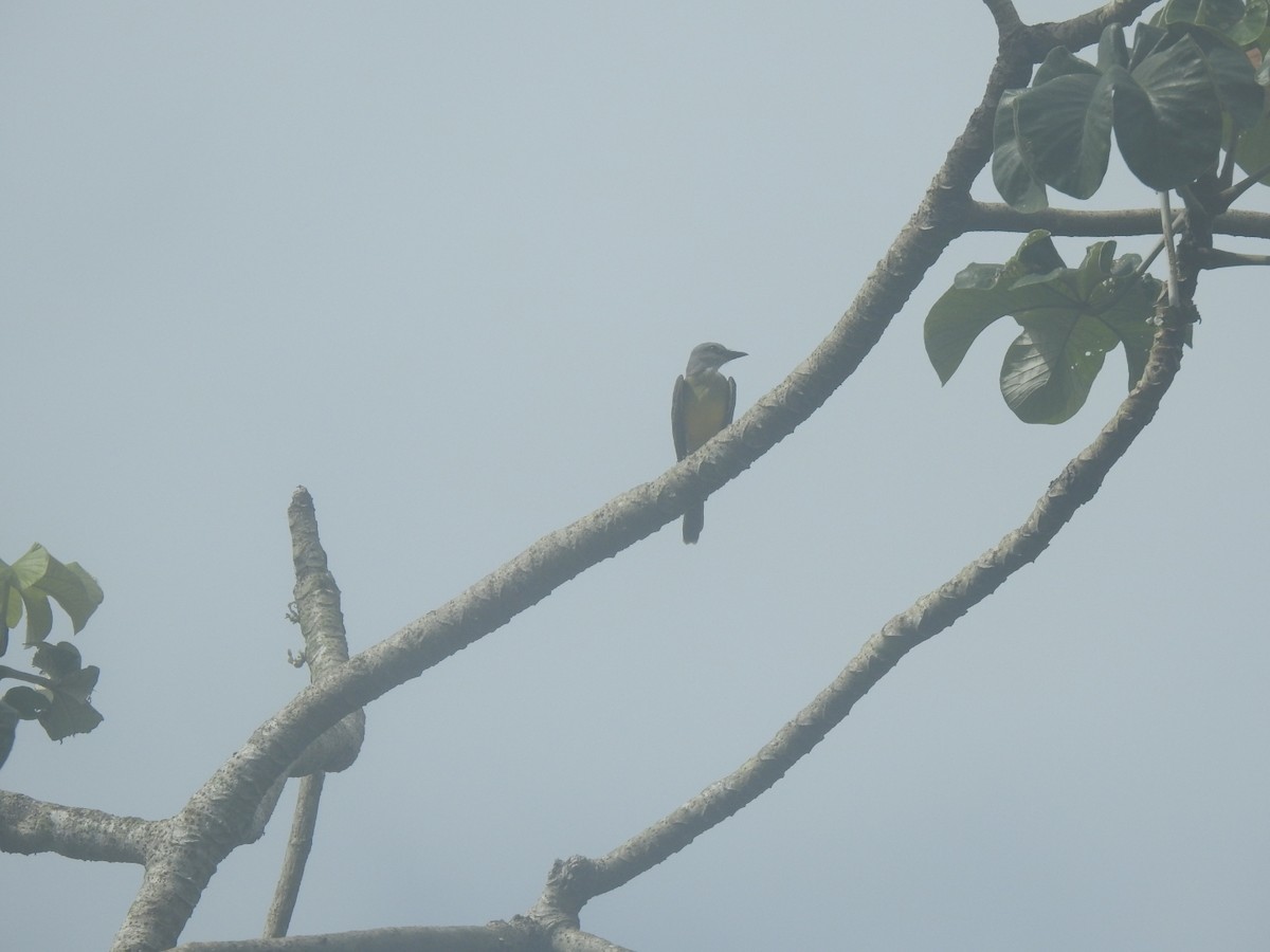 Tropical Kingbird - ML646002315