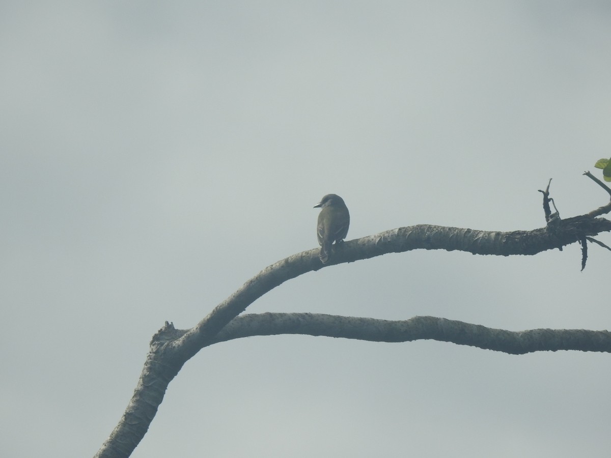 Tropical Kingbird - ML646002316