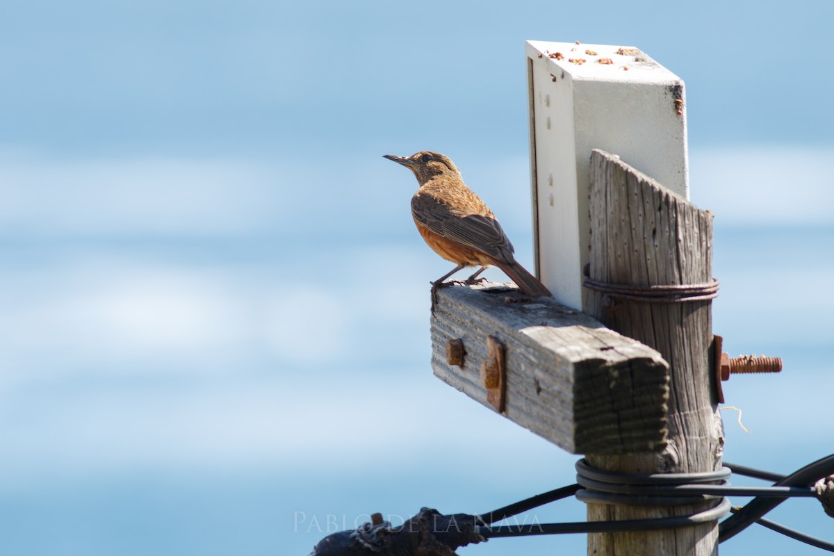 Cape Rock-Thrush - ML646002328
