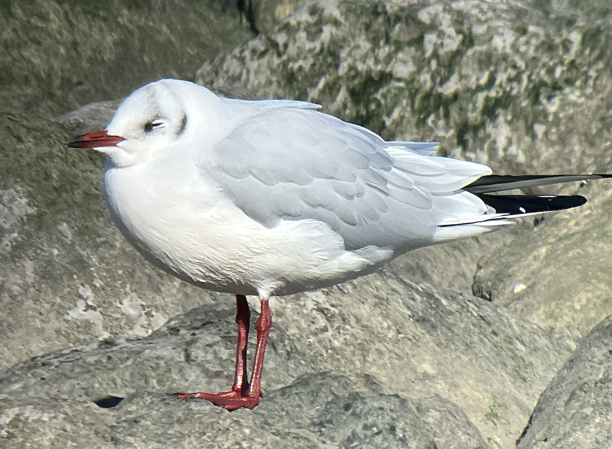 紅嘴鷗 - ML646002350