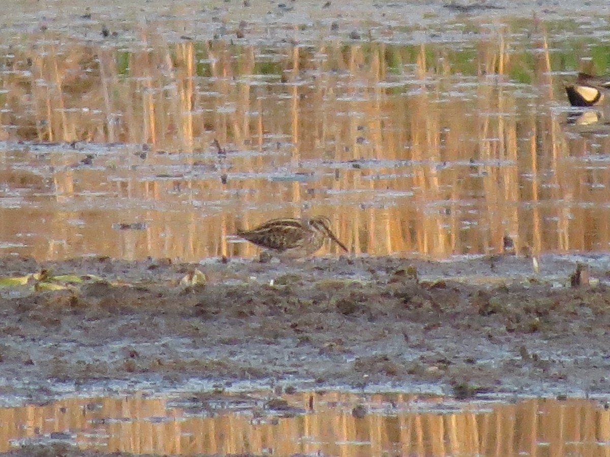 Agachadiza Chica - ML646002351