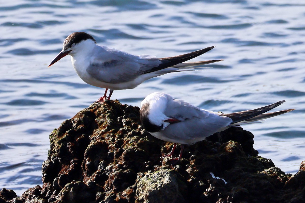 Common Tern - ML646002352