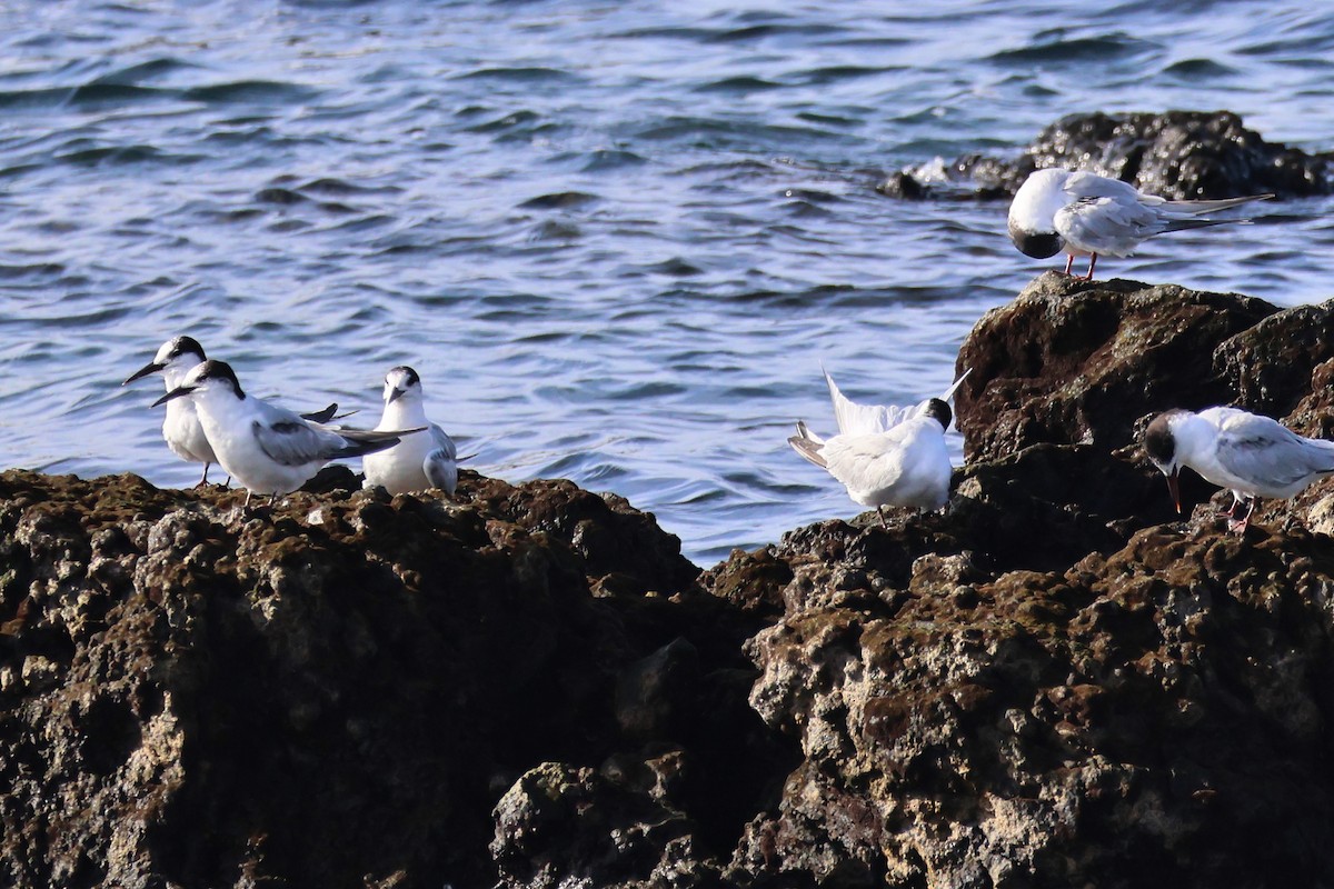 Common Tern - ML646002353