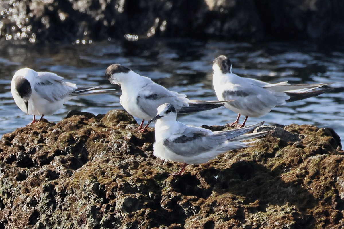 Common Tern - ML646002354