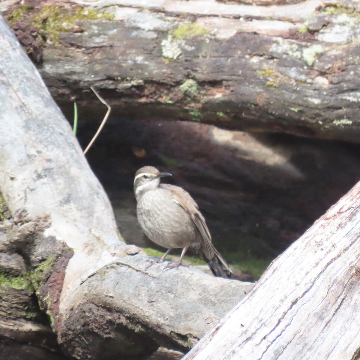 Buff-winged Cinclodes - ML646002358