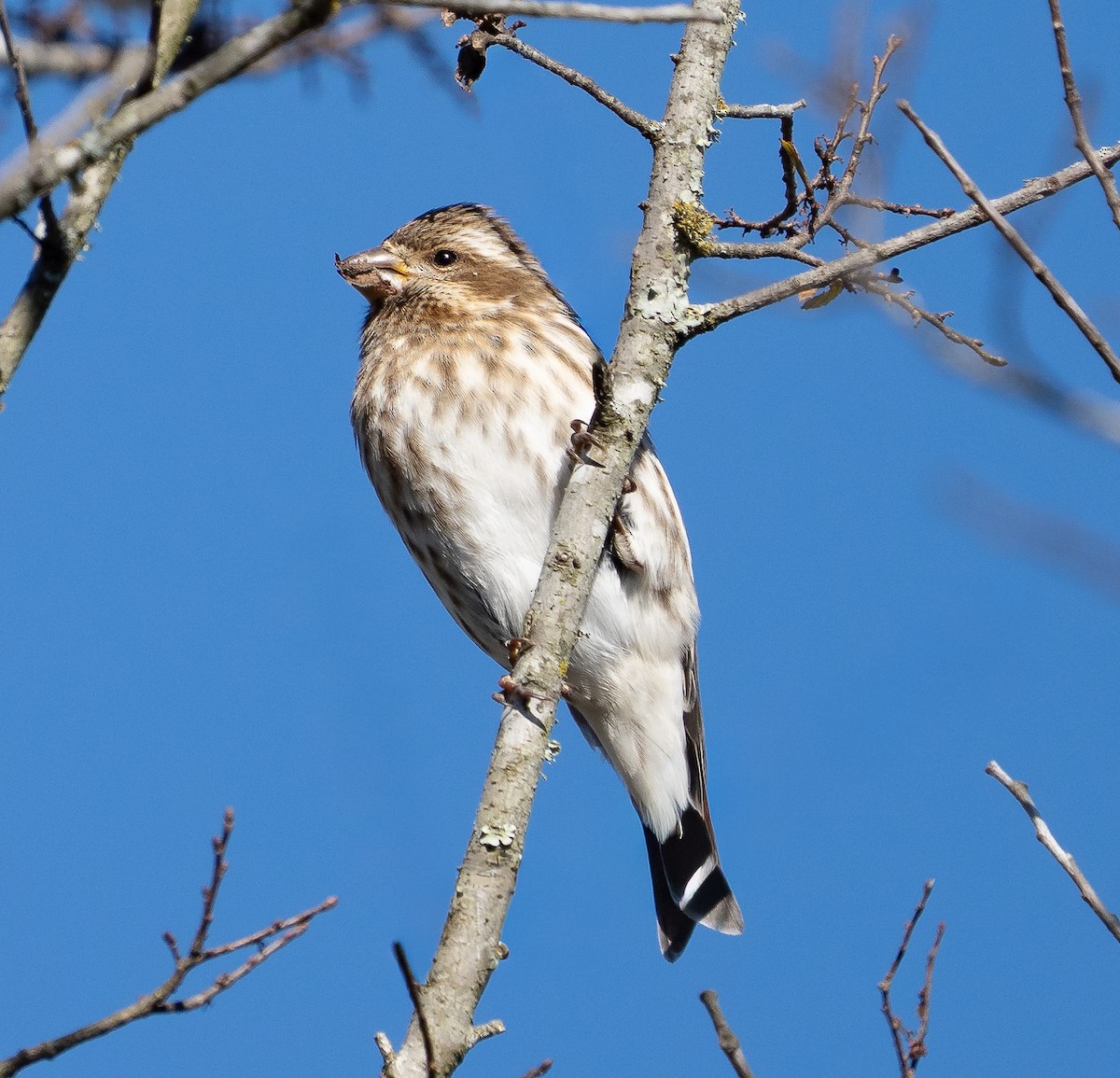 ムラサキマシコ - ML646002360