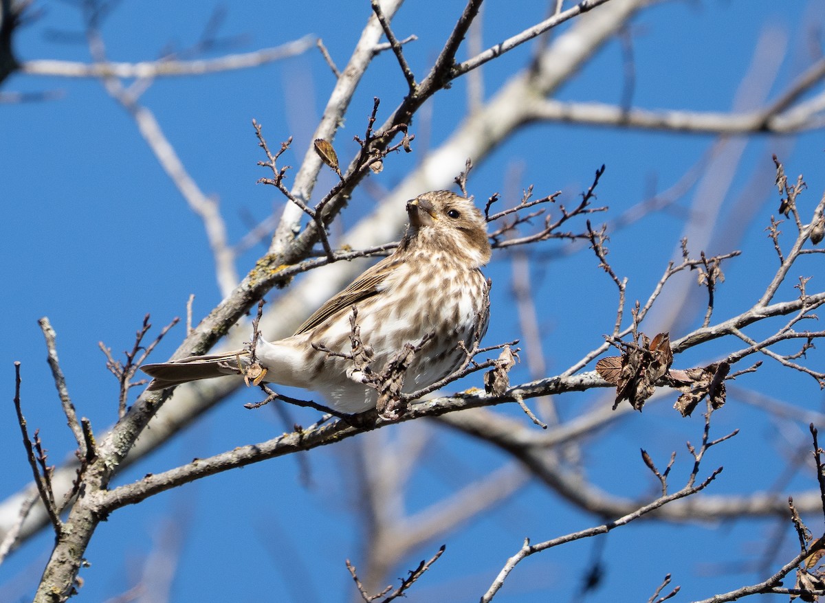 ムラサキマシコ - ML646002361