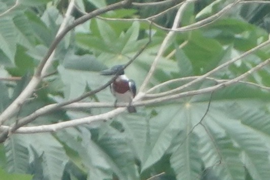 Amazon Kingfisher - ML646002374