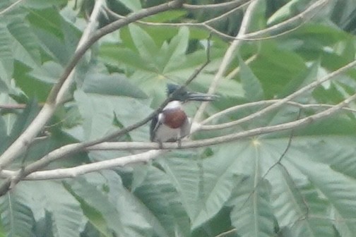 Amazon Kingfisher - ML646002375