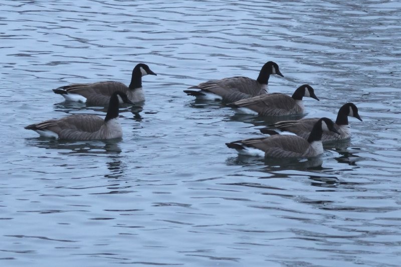 Canada Goose - ML646002377