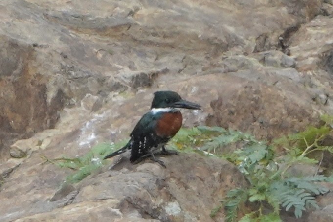 Green Kingfisher - ML646002379