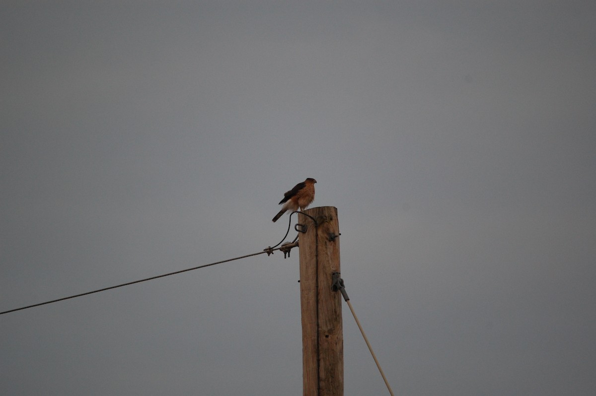 Cooper's Hawk - ML646002380