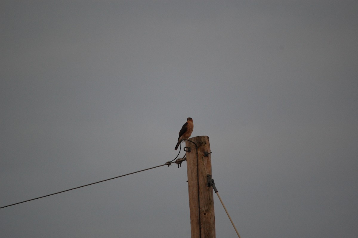 Cooper's Hawk - ML646002381
