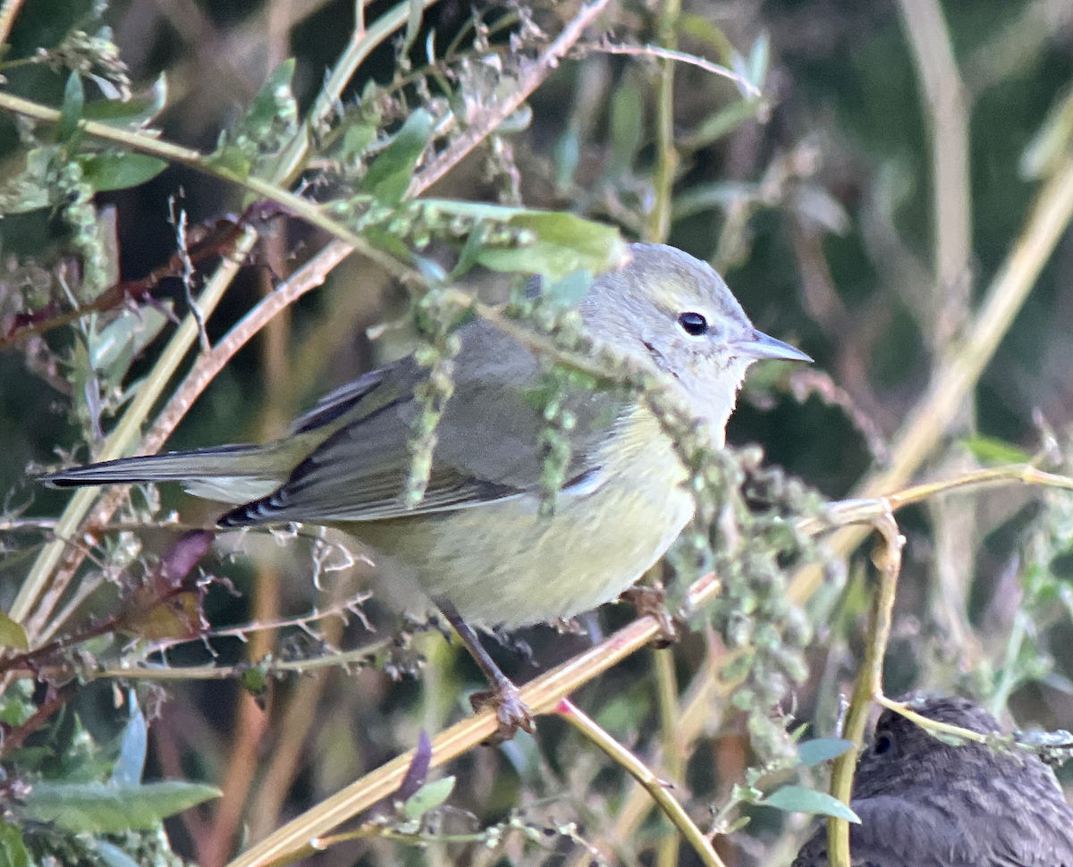 Orange-crowned Warbler - ML646002384