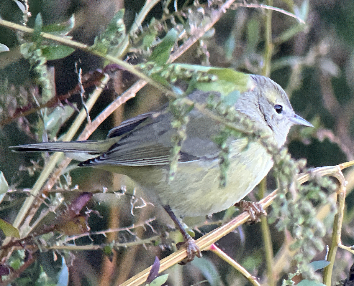 Orange-crowned Warbler - ML646002385
