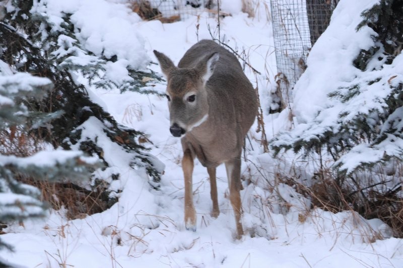White-tailed Deer - ML646002386