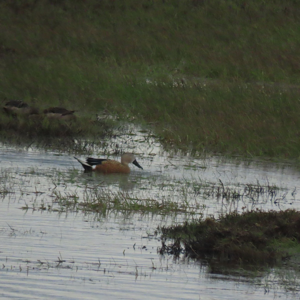 Red Shoveler - ML646002387