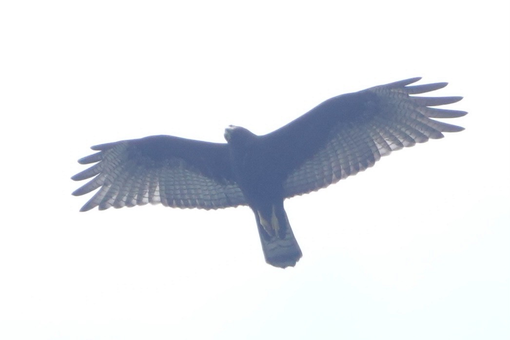 Zone-tailed Hawk - ML646002388