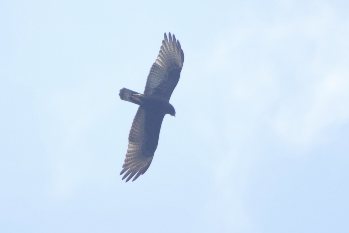 Zone-tailed Hawk - ML646002389