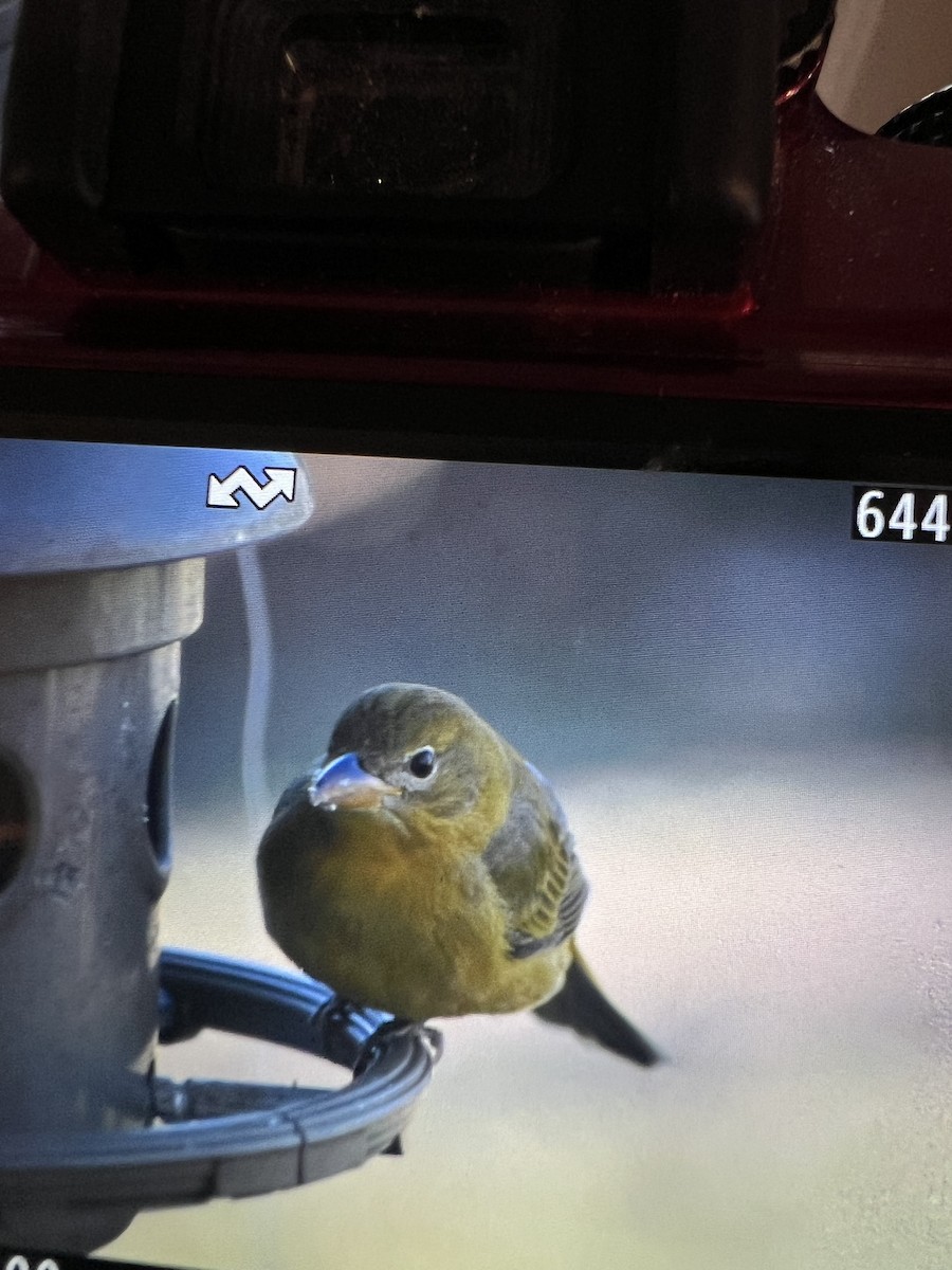 Summer Tanager - ML646002393