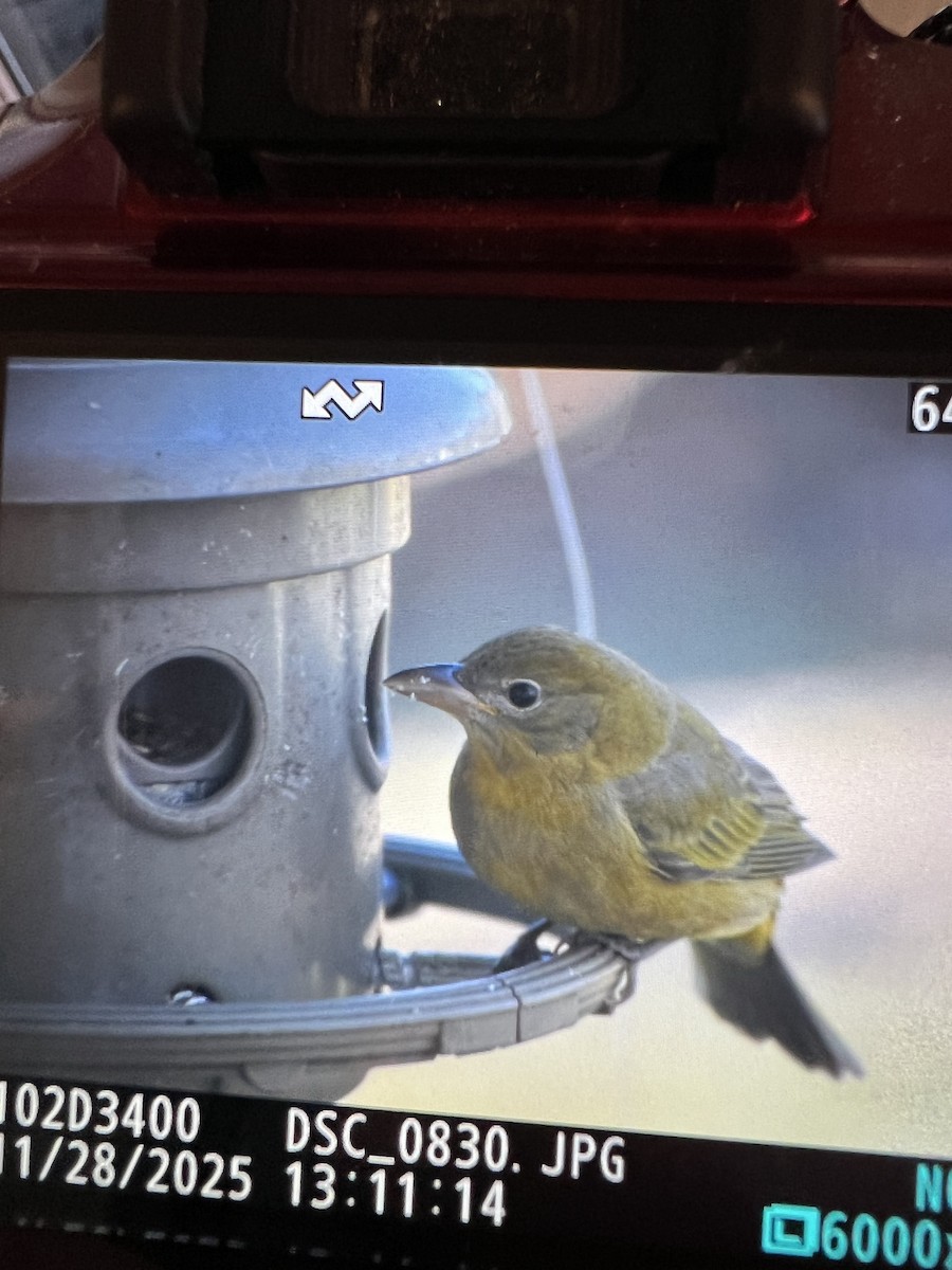 Summer Tanager - ML646002394