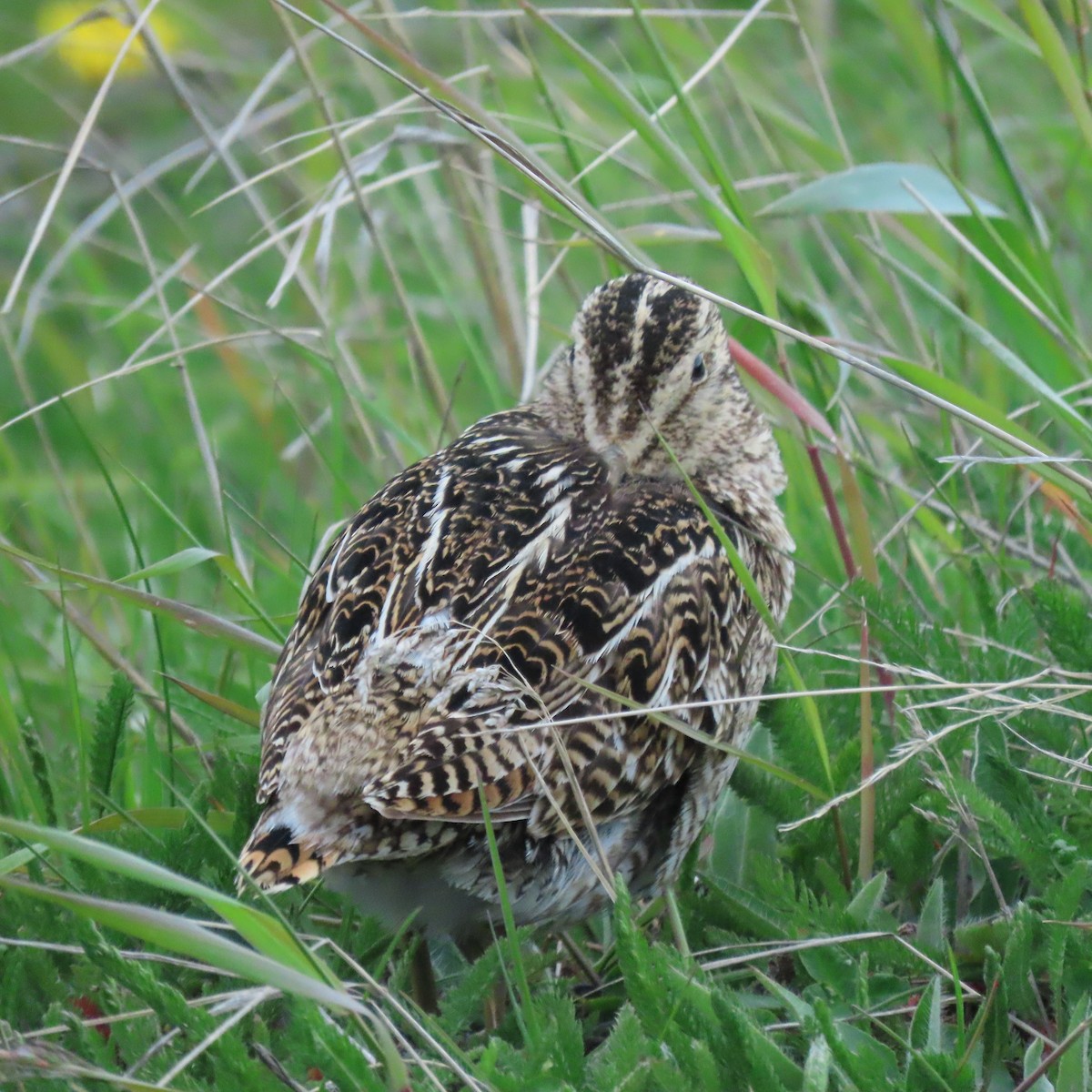 Magellanic Snipe - ML646002400