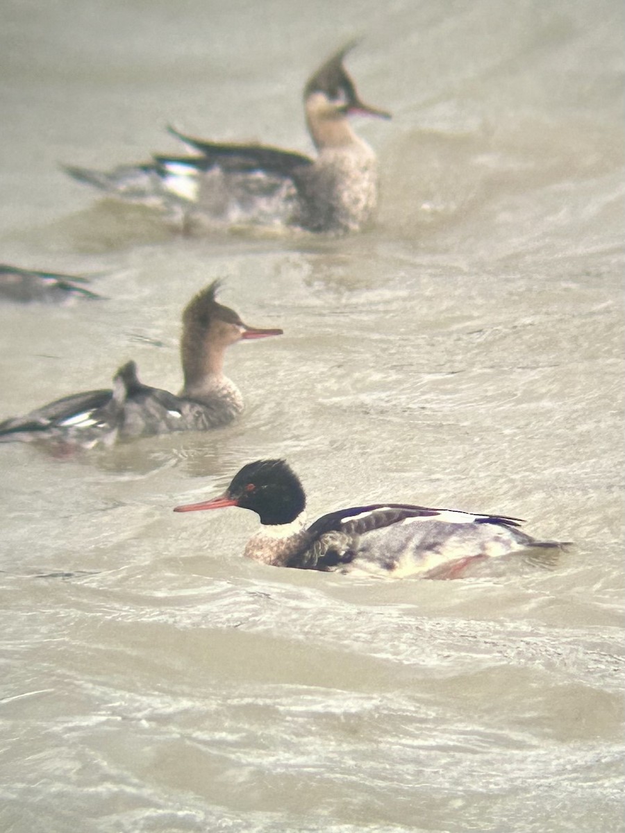 Red-breasted Merganser - ML646002403