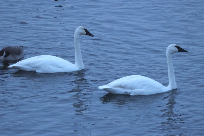 Trumpeter Swan - ML646002405