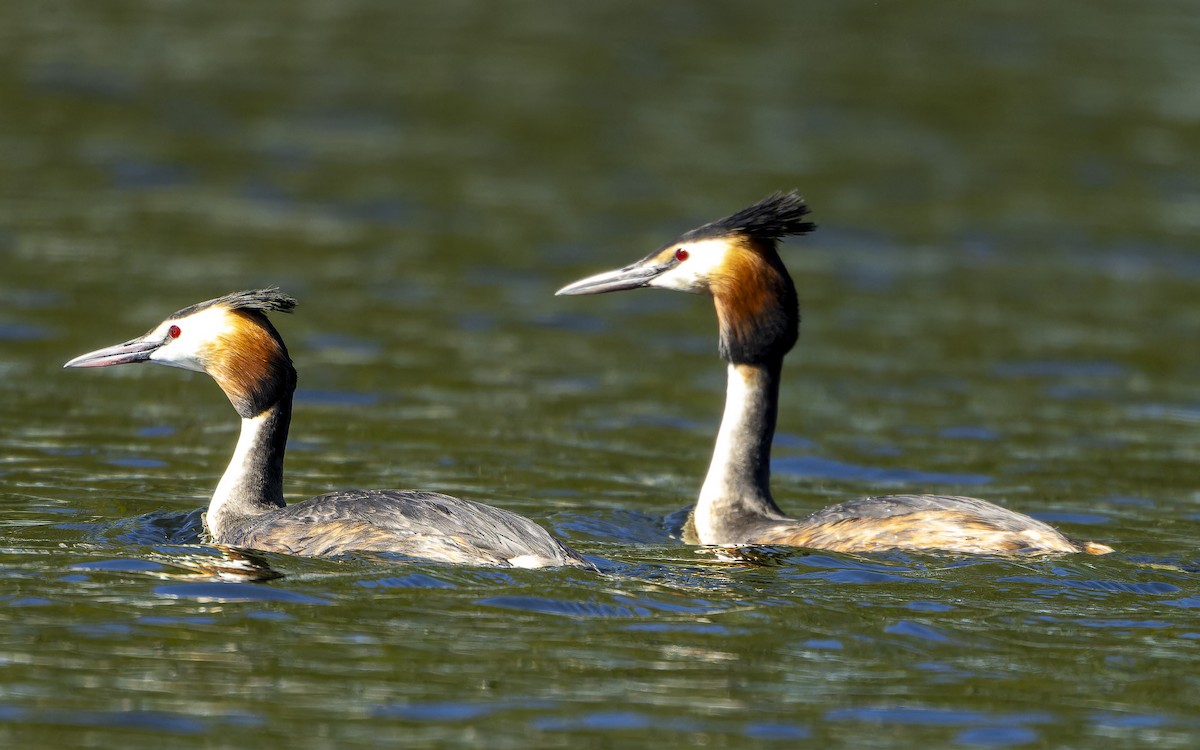Great Crested Grebe - ML646002406
