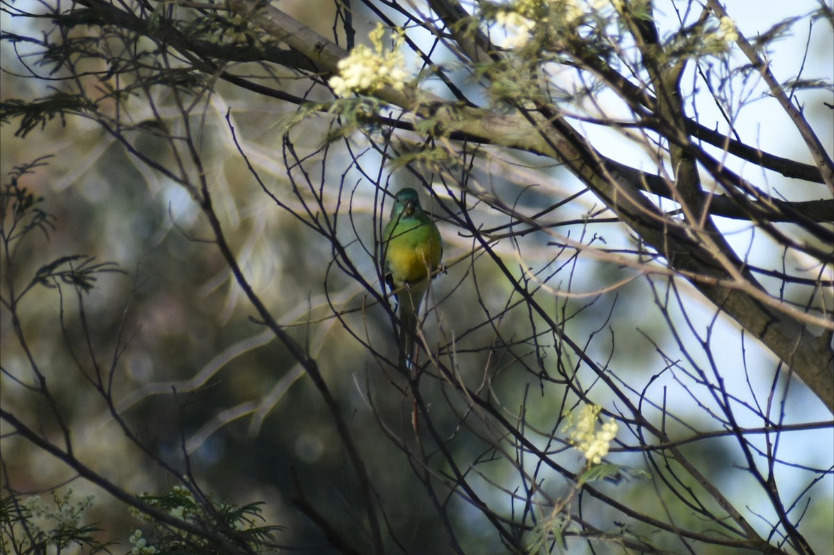 Red-rumped Parrot - ML646002407