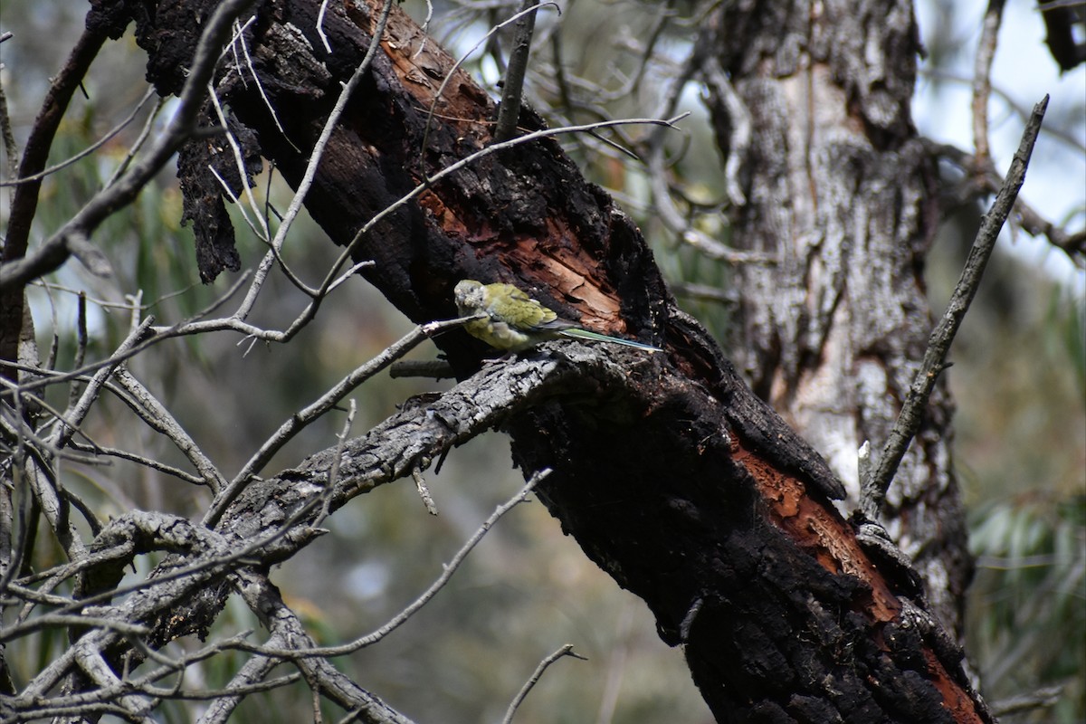 Red-rumped Parrot - ML646002408