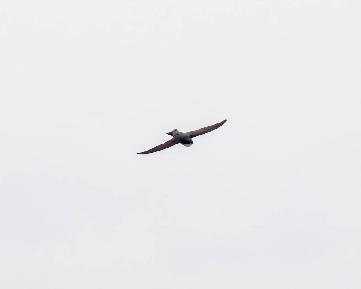 Blue-and-white Swallow - ML646002410