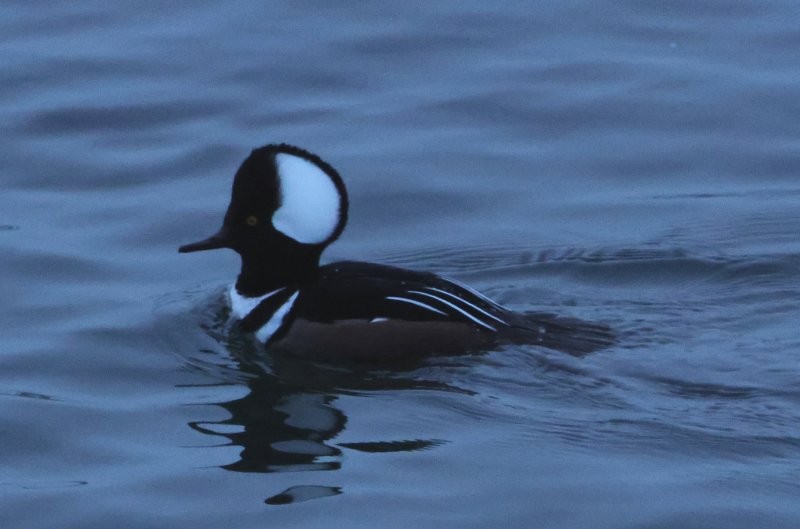 Zerra buruhandia - ML646002411