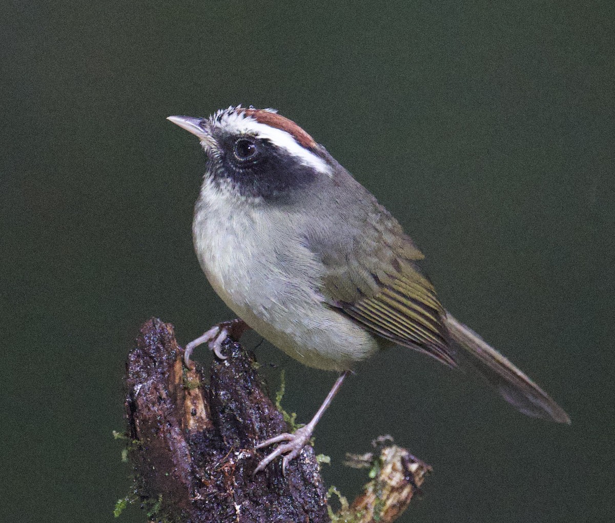 Black-cheeked Warbler - ML646002412