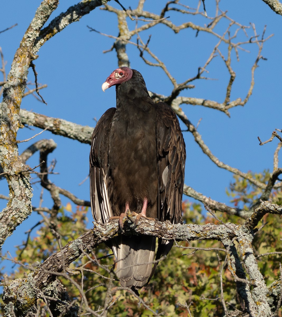 Zopilote indioilarra - ML646002413