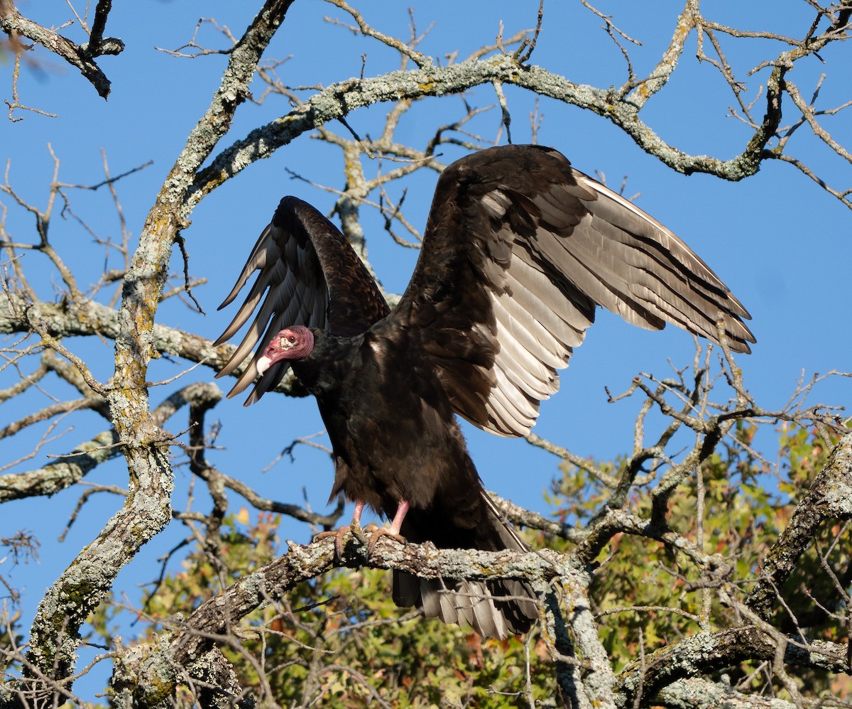 Zopilote indioilarra - ML646002414