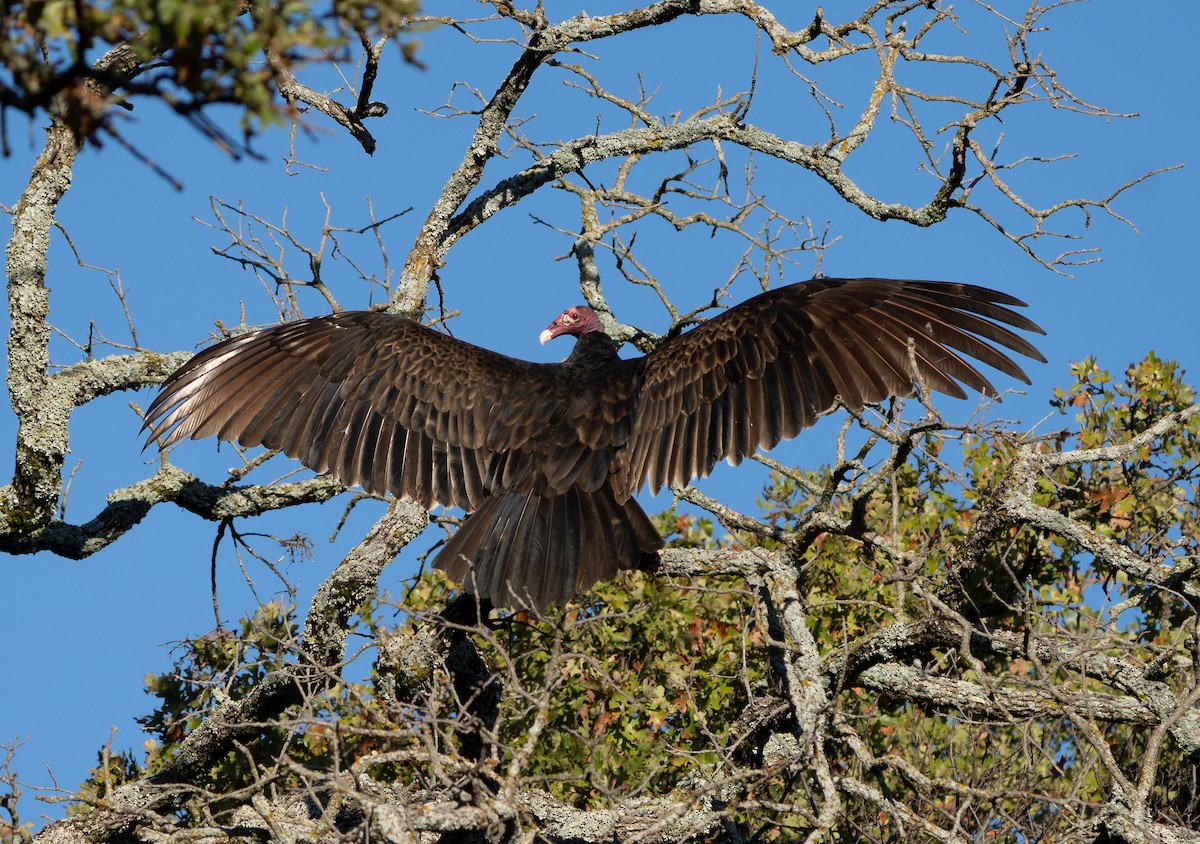 Zopilote indioilarra - ML646002415